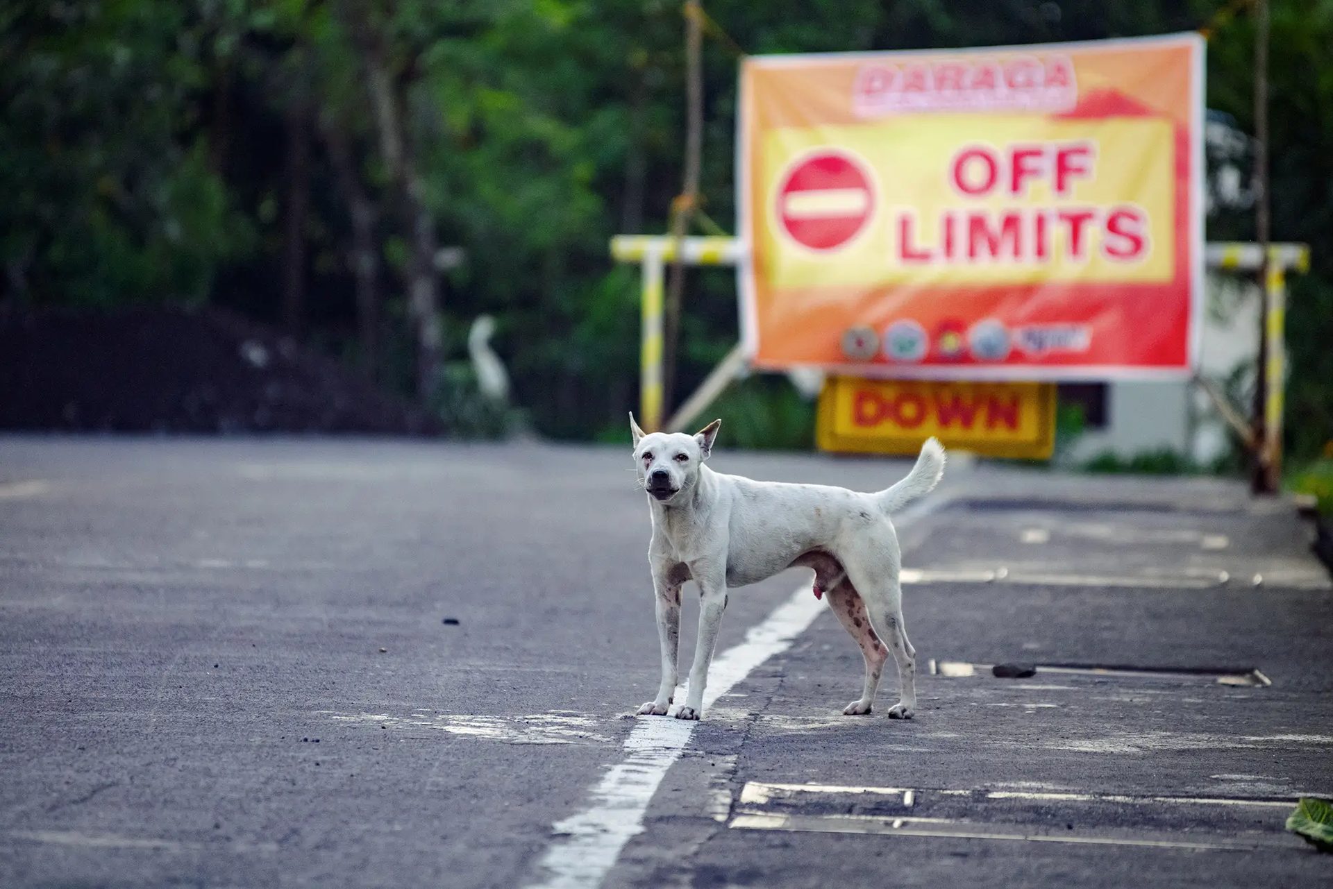 Dog breed, Road surface, Carnivore, Fawn