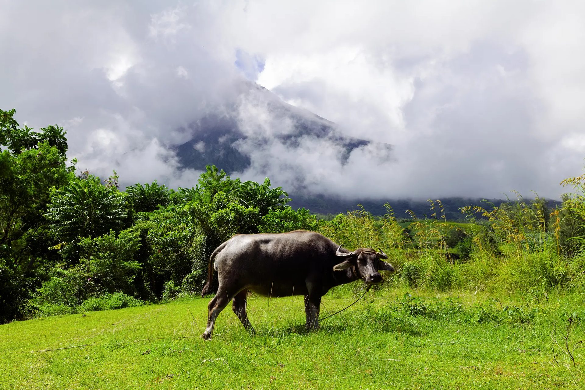 Plant community, Natural landscape, Working animal, Cloud, Sky, Tree