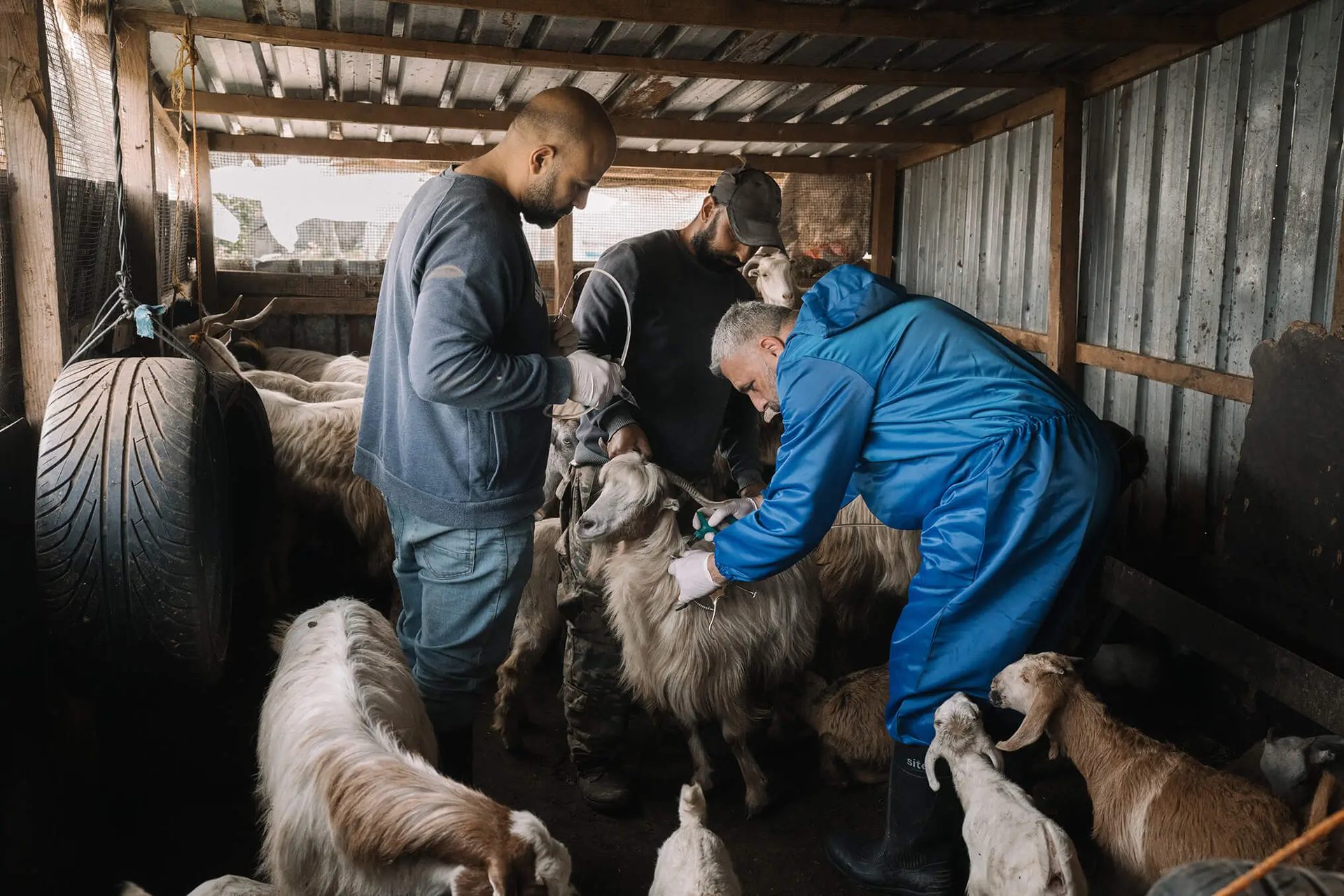 Working animal, Vertebrate, Mammal, Jacket, Carnivore